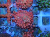 画像: 0827フカトゲキクメイシTangerin02