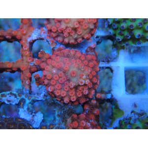 画像: 0827フカトゲキクメイシTangerin02