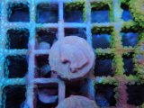 画像: 0827センベイサンゴKlept02