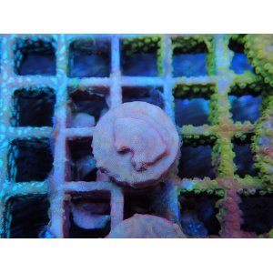 画像: 0827センベイサンゴKlept02
