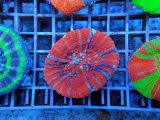 画像: 1212スコリミア（オーストラリア）04