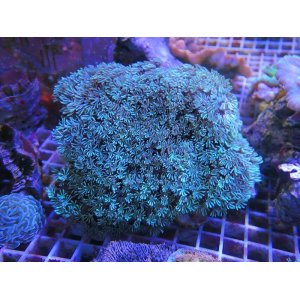 画像: 1226クダサンゴグリーン03