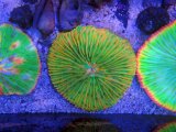 画像: 1230クサビライシSPカラー03