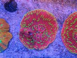 画像: 1230クサビライシSPカラー07