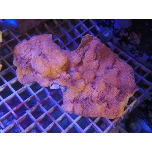 画像: 1230モルディブシコロサンゴオレンジ（トンガ）02