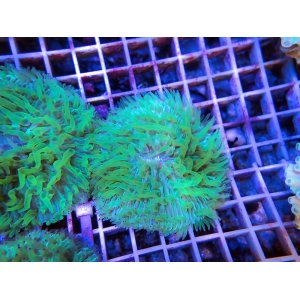 画像: 0215クサビライシ（オーストラリア）クリアグリーン05