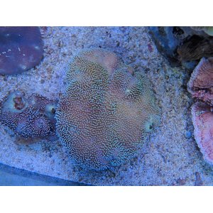 画像: 0224ウミキノコノーマル（沖縄）M02
