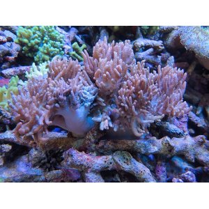 画像: 0224ヤナギトサカノーマル（沖縄）L02