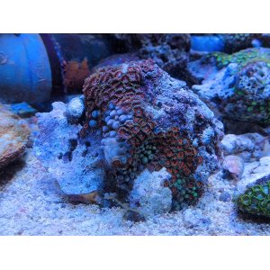 画像: 0308マメスナギンチャク（沖縄）オレンジ