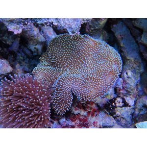 画像: 0308ウミキノコ（沖縄）ノーマルM