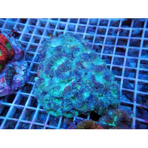画像: 0308オオタバサンゴ（バリ）グリーン