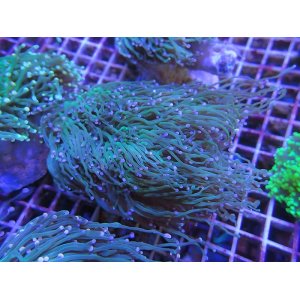 画像: 0322ツツマルハナサンゴグリーン02