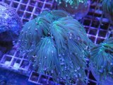 画像: 0322ツツマルハナサンゴグリーン03