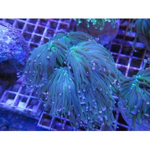 画像: 0322ツツマルハナサンゴグリーン03