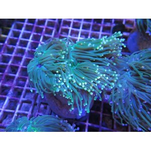 画像: 0322ツツマルハナサンゴグリーン04