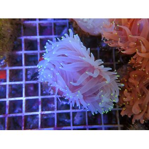 画像: 0322ウチウラタコアシサンゴホワイト01
