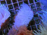 画像: 0322ウチウラタコアシサンゴホワイト02
