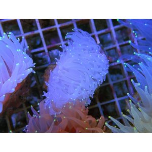 画像: 0322ウチウラタコアシサンゴホワイト02