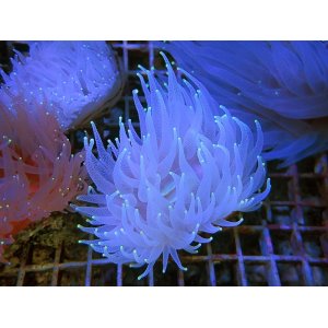 画像: 0322ウチウラタコアシサンゴホワイト03
