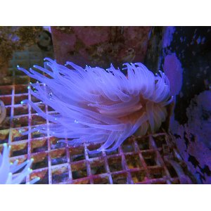 画像: 0322ウチウラタコアシサンゴホワイト04