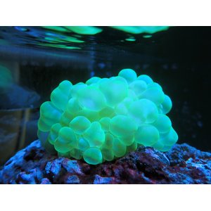 画像: 0426バブルコーラルメタリックグリーン01