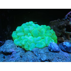 画像: 0426バブルコーラルメタリックグリーン03