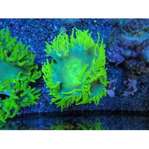 画像: 0426トランペットコーラルイエロー03
