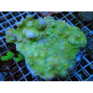画像: 0426キッカサンゴグリーンL
