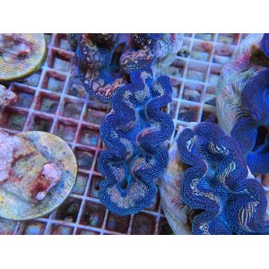画像: 0426ヒメシャコガイ02