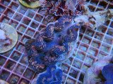 画像: 0426ヒメシャコガイ05
