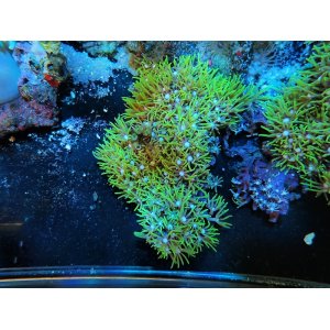 画像: 0426スターポリプメタリックグリーン01