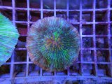 画像: 0517クサビライシグリーンオレンジエッジ