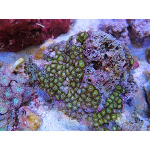 画像: 0622マメスナギンチャクゴールド