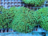 画像: 0705ハナガササンゴショートメタリックグリーン02