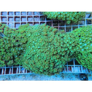 画像: 0705ハナガササンゴショートメタリックグリーン02