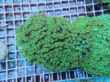 画像: 0705ハナガササンゴショートメタリックグリーン03