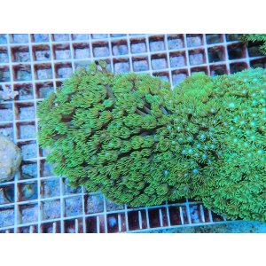 画像: 0705ハナガササンゴショートメタリックグリーン03