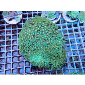 画像: 0705ハナガササンゴショートメタリックグリーン04