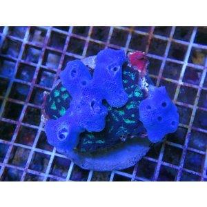 画像: 0705ブルースポンジ+キクメイシセット
