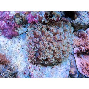画像: 0802ハナガササンゴホワイト