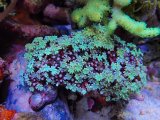 画像: 0802クダサンゴ（沖縄）グリーン
