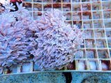 画像: 0802ツツウミヅタ（沖縄）ホワイトS01