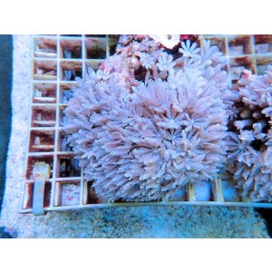 画像: 0802ツツウミヅタ（沖縄）ホワイトS02