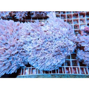 画像: 0802ツツウミヅタ（沖縄）ホワイトM01