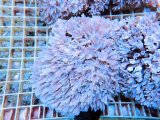 画像: 0802ツツウミヅタ（沖縄）ホワイトM02