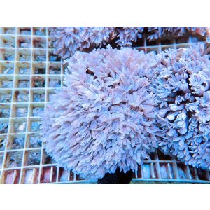 画像: 0802ツツウミヅタ（沖縄）ホワイトM02