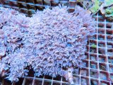 画像: 0802ツツウミヅタ（沖縄）ホワイトM03