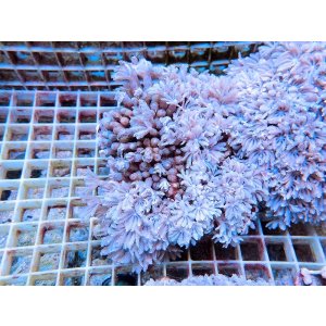 画像: 0802ツツウミヅタ（沖縄）ホワイトM04