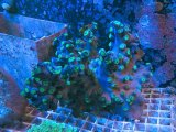 画像: 0802ナンヨウキサンゴL