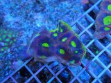 画像: 0802ドラゴンソウルファビア（オーストラリア）S01